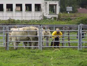 le bouvier des flandres et les vaches - Elevage du CLOS DE LA LUETTE - COPYRIGHT DEPOSE